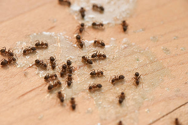 Best Bed Bug Extermination  in South Sumter, SC